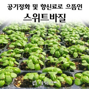 [모종심는아빠] 공기정화와 식용으로 가능한 스위트바질 모종, 모종3포트, 1개