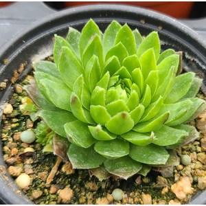 용설 솔방울 바위솔 Sempervivum Jovibarba 분경 석부작 전원주택 정원식물 월동하는 다육식물 용설tv 유튜브 추천 상품, 1개