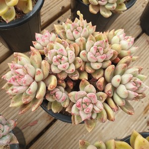 [수암다육] 멜로디 랜덤발송 Echeveria 'Melody' 다육 다육이 다육식물 613, 1개