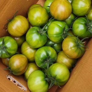 [대저산지직송] 당일수확 대저토마토 못난이 쥬스용, 1박스, 2.5KG (혼합과)
