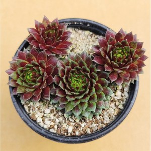 용설 로즈봉황 바위솔 Sempervivum 분경 석부작 정원식물 월동하는 다육식물 용설tv 유튜브 추천 상품, 1개