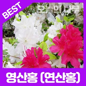 영산홍/연산홍/정원수용 철쭉나무묘목 (베니 자산홍 백철) 5주묶음 판매, 베니(붉은 꽃) 5주묶음, 1개