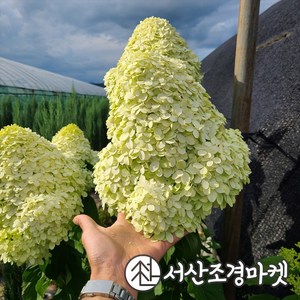 목수국나무 라임라이트 4치포트 개화주 묘목 서산조경마켓, 3개