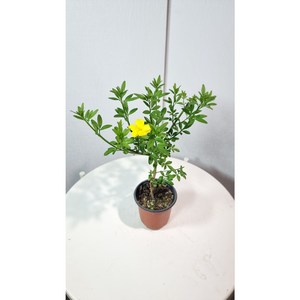서비내 목대 영춘화 노지월동 야생화 묵은둥이 영춘화 묘목, 1개, 수량