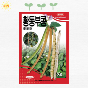 황동부콩 50g 동부콩 콩씨앗 씨앗 씨 종자, 1개