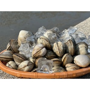 바지락부부 고창 갯벌 동죽 물총조개 해감O 당일배송, 1개, 5kg