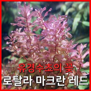 [수초농부] 로탈라 마크란 레드 유경수초의 꽃, 5개