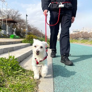 나마스펫 강아지리드줄 핸즈프리 베이직 로프 빛반사 2.8M, 레드, 1개