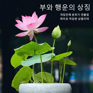 수련연꽃식물씨앗 수련연꽃씨앗 연꽃 씨앗 희귀 미니 연꽃 수경식물 실내식물 연꽃 씨앗 부를 가져다주고 행운을 가져다주는 연꽃 씨앗 관상용 꽃, 행운 수반 연꽃20톨×6봉지, 1개