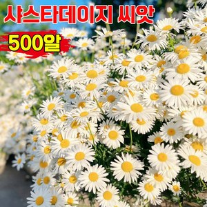 [쉬운재배] 500알/1000알/2000알 샤스타데이지 씨앗 키작은 데이지 모종 꽃씨앗 분재 베란다 정원 꾸미기, 500개