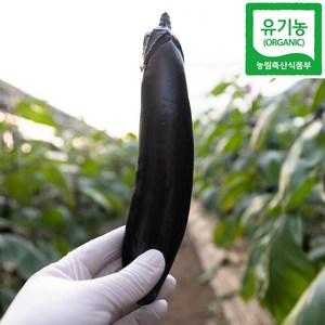 친환경 유기농 가지, 1세트, 2개입