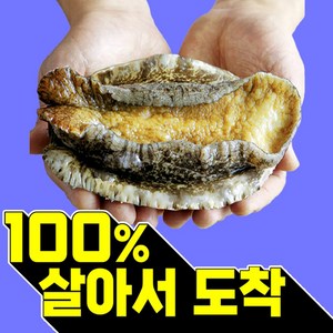 복다미 전복선물세트 특대 완도전복직거래, 10호 2kg, 1세트, 2kg