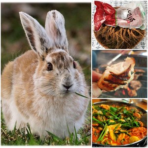 산약초이야기 [태백산] 산토끼 토끼고기 1.3kg 전후 자연 야생방목토끼 햇썹업체 기타축산물, 1개
