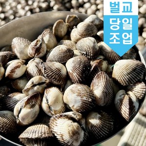 벌교 꼬막 새꼬막 10kg 당일조업 어민살리기 프로젝트 산지직송 소 중 대 특대, 새꼬막(상)_10kg, 1개