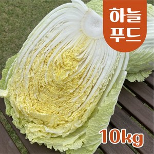 수입산 배추 식자재 [원산지:중국], 1박스, 10kg