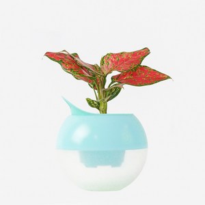 메이크정글 공기정화 식물 투톤 원형볼 저면관수 화분 DIY 세트, 엔젤, 1세트, 민트