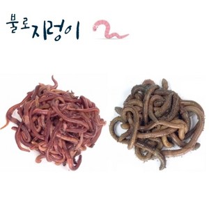 일반 지렁이 청지렁이 낚시미끼 학습용, 청지렁이사육용흙500g, 1개