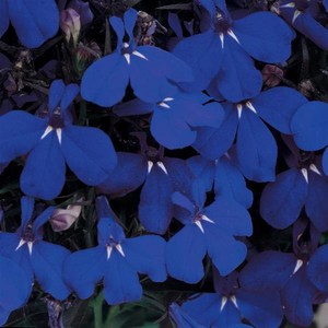 로벨리아 리비에라 시리즈 컬러선택(종자 꽃씨앗 / 10립)Lobelia Riviera, 1개