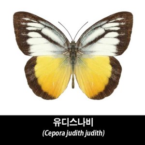 유디스나비표본-Cepora judith judith, 1개