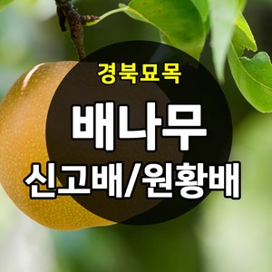 [경북농원] 배나무묘목(신고배/원황배/황금배) 접목 특묘 판매중, 원황배 접목 2년생 상묘, 1개