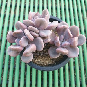 [수암다육] 큐피트 랜덤발송 Echeveria 'Cupid' 다육 다육이 다육식물 430 큐피드, 1개