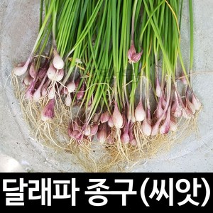 달래파 종구 뿌리 달래 씨앗 김치 가을 종근 30알, 1개