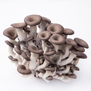 국내산 고기맛나는 느타리버섯 mushroom, 1개, 200g