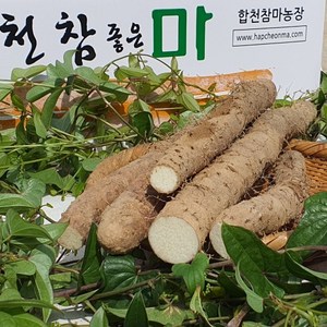 합천 알뜰마 못난이마 자투리마 소 7 kg, 1개