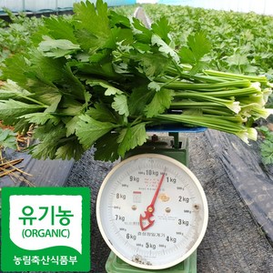 산지직송 국내산 유기농 셀러리 샐러리, 1박스, 1kg