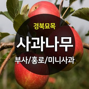 우수한 품종의 나무묘목 유실수 과실수 약용수 조경수 판매중, 사과나무, 1개