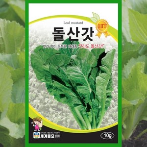 돌산갓 씨앗 10g 채소 종자 갓씨앗 갓씨 김장갓, 30g, 1개