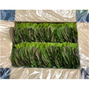 <GAP인증>500g 1kg 직접재배 당일수확 밀양깻잎, 500g, 1박스