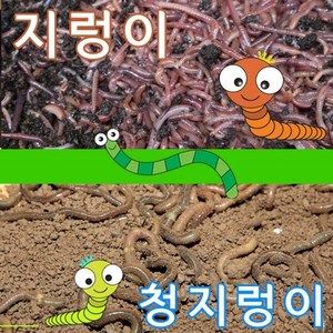 어벙이낚시 일반지렁이 청지렁이(16시전 당일발송), 분홍지렁이, 1개