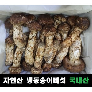 송이버섯 자연산 냉동 국내산, 등외품 500g, 1개