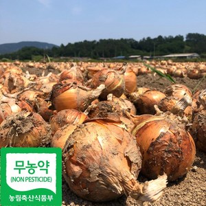 국내산 친환경 햇 양파, 1개, 2kg(중)