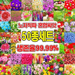 [노지직파 생존율99.99%] 꽃씨앗 모음 봄파종 꽃씨 라벤더 해바라기 카네이션 안개꽃 미모사 씨앗 키작은꽃 야생화, 1세트