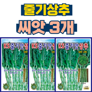 그린 줄기상추씨앗 3개 궁채 씨앗 쌈채소 종자