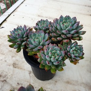 [수암다육] 블루엘프 랜덤발송 Echeveria 'Blue Elf' 랜덤발송 다육 다육이 다육식물 218, 1개