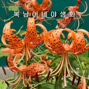참나리 [3개 복남이네야생화 모종 토종식물 나리꽃 백합 타이거릴리 토종백합 lilium], 3개