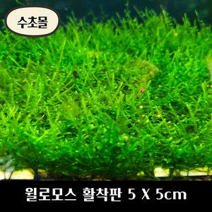 [수초몰] 윌로모스 (월로모스) 5cm X 5cm 활착판 /활착 모스 초보수초 음성수초 활착수초 활착모스 모스활착 피규어모스 화산석활착 구피 새우 수초맛집 피규어활착 피규어 모스볼, 1개, 1개