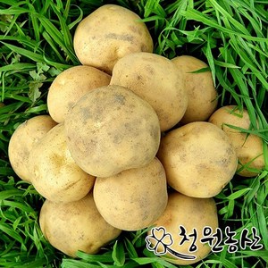 청원농산 하우스 햇감자 수미감자, 3kg (중), 1개