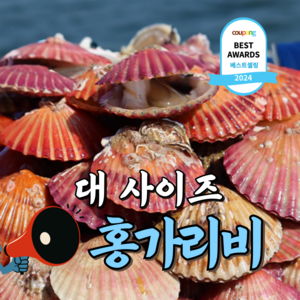 [큰사이즈] 통영 제철 홍가리비, 1개, 대사이즈 1kg (20미 내외)