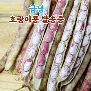 국산 햇 껍질 호랑이콩 울타리콩 밤콩 매화콩, 1개, 1kg