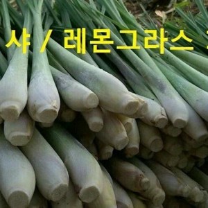 태국향신식품 태국 레몬그라스 다까이 샤 태국샤 500g Lemongrass worldfood, 레몬그라스(Lemongrass)200g, 1개, 200g, 1개입