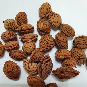 개복숭아씨앗100g(40립), 1개