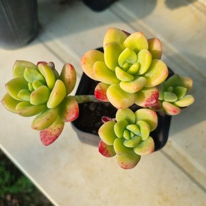 [수암다육] 페리도트 랜덤발송 Echeveia 'Peidot' 다육 다육이 다육식물 619, 1개