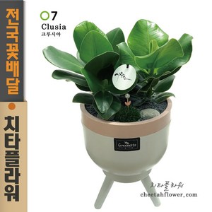 치타플라워 크루시아 개업축하화분 [05B] 공기정화 승진축하화분 축하 생일 개업 이사 화분 관엽 식물 전국 배송 꽃배달, 1개