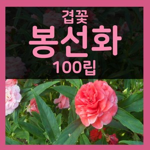 겹봉선화씨 100립 봉숭아씨 겹봉선화 씨앗 봉숭아 씨앗, 1개