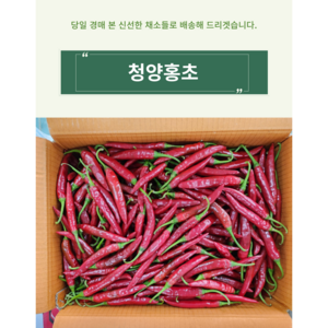 청양홍고추 매운 홍청양 홍땡 1kg 5kg 1박스(10kg내외), 청양홍고추 5kg, 1개