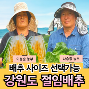 [강원도 고랭지 절임배추 산지직송] 국산 소금 100% 프리미엄 황금 김장 절인배추 고냉지 5 10 20 kg 산지직송 예약, 20kg, 1개, 큰 절임배추 (희망수령일을 필수기재사항에 적어주세요)